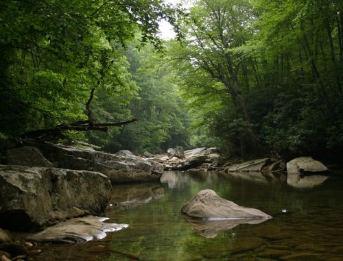 A serene river flows through a lush green forest, with large rocks visible in the calm water.