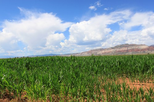 Lush green cornfield under a bright blue sky with fluffy clouds and distant mountains.