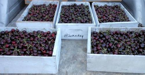 Five wooden crates filled with fresh, dark cherries, arranged neatly on a surface.