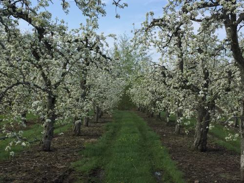 Blossoming orchard with rows of flowering trees and a grassy path, under a clear blue sky.