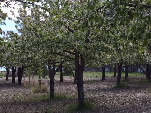 A serene orchard with blooming trees and scattered leaves on the ground, set against a clear sky.