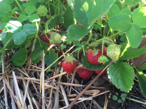 Strawberry plants with ripe red strawberries and unripe green ones among green leaves and straw mulch.