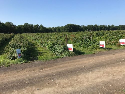 A dirt path runs alongside rows of berry plants, marked by signs with red berries, under a clear blue sky.