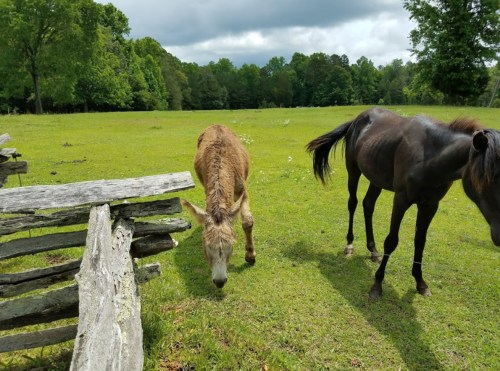 A brown donkey and a black horse grazing in a green field near a wooden fence under a cloudy sky.