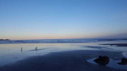 A serene beach at sunset, with gentle waves and two seagulls walking along the wet sand under a clear blue sky.