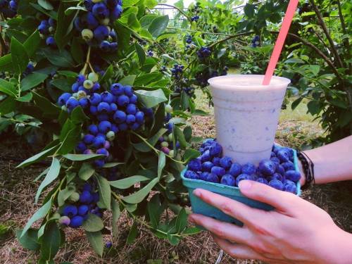 A hand holds a cup of smoothie surrounded by fresh blueberries in a berry patch.