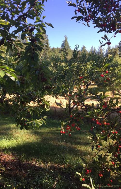 A sunny orchard scene with cherry trees, lush green grass, and a clear blue sky in the background.