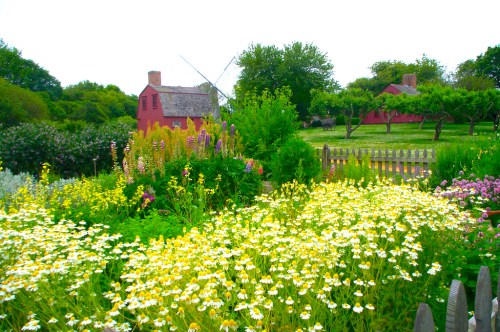 A vibrant garden filled with colorful flowers, with a red barn and windmill in the background under a bright sky.