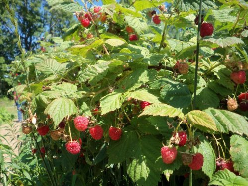 A close-up of raspberry plants with ripe red berries surrounded by green leaves in a sunny outdoor setting.