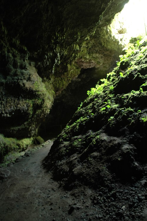 A dimly lit cave with rocky walls and green plants, leading to a bright opening in the distance.