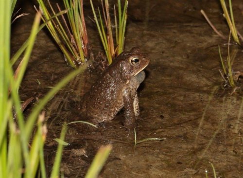 A brown frog sitting in shallow water among green grass and reeds at night.