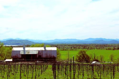 A rustic barn surrounded by vineyards, with rolling green hills and mountains in the background under a clear sky.