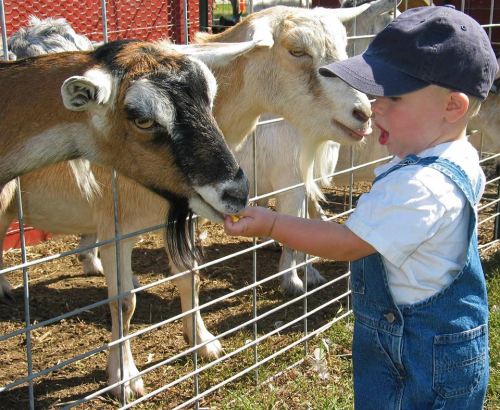 alt