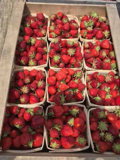 A wooden crate filled with multiple baskets of fresh, ripe strawberries.