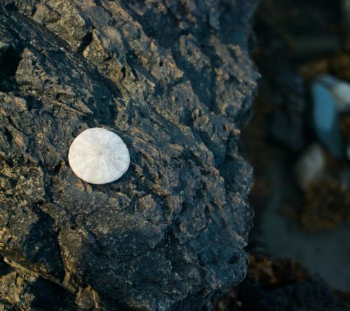 A smooth, round shell resting on a dark, textured rock by the shore.