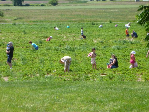 People of all ages picking strawberries in a sunny field, surrounded by green plants and open farmland.