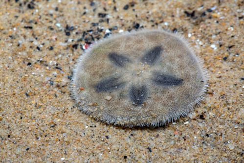 A round sand dollar resting on sandy ocean floor, featuring a star pattern and fine, fuzzy edges.