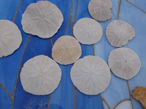 A collection of sand dollars arranged on a blue surface, showcasing their circular shapes and intricate patterns.