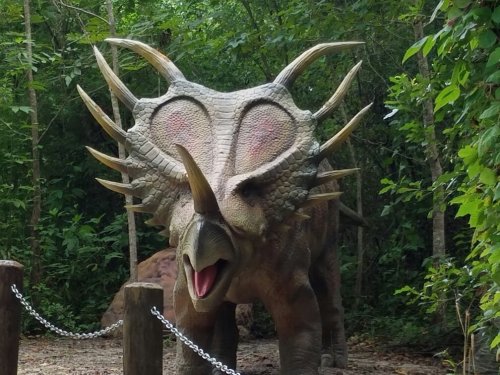 A lifelike dinosaur sculpture of a Triceratops in a lush, green forest setting.