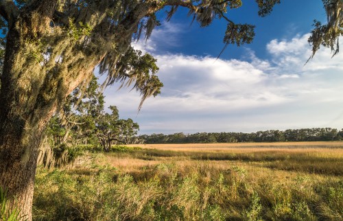 A serene landscape featuring tall grass, trees draped in Spanish moss, and a blue sky with scattered clouds.