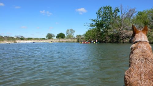 A dog sits by a calm river, watching a group of people in kayaks on the water under a clear blue sky.