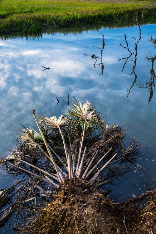 A serene water scene with a palm tree stump and reflections of clouds and trees in the calm water.