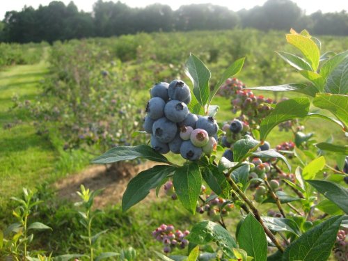 Close-up of ripe blueberries on a bush, with a lush green field and more blueberry plants in the background.