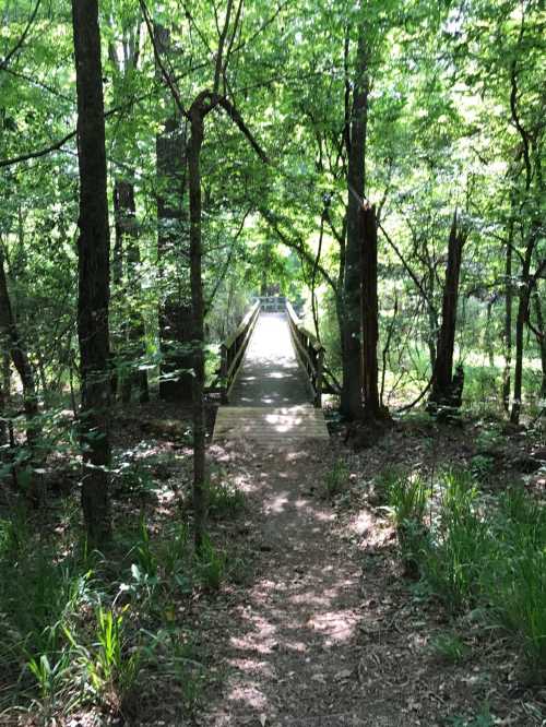 A wooden bridge leads through a lush, green forest, surrounded by trees and foliage.