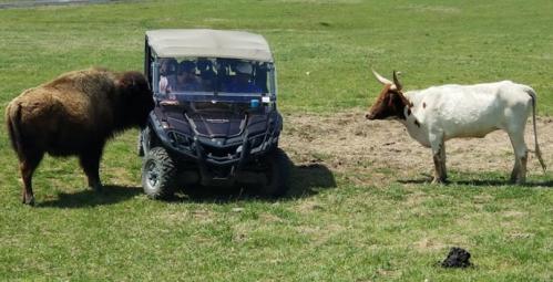 A bison and a longhorn steer approach a parked utility vehicle on a grassy field.