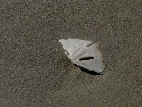 A white sand dollar shell partially buried in fine, light-colored sand on a beach.