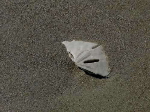 A white sand dollar shell partially buried in fine, light-colored sand on a beach.