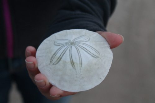 A person holds a flat, round sand dollar with a star-shaped design on its surface.