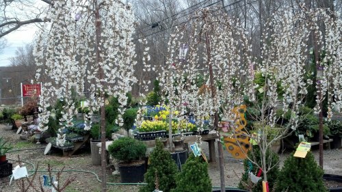 A garden center filled with flowering trees and various plants, showcasing vibrant colors and lush greenery.