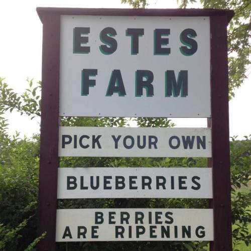 Sign for Estes Farm promoting "Pick Your Own Blueberries" and noting that "Berries Are Ripening."