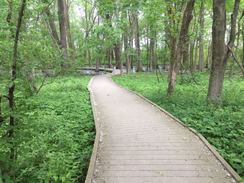 A wooden path winding through a lush green forest with trees and undergrowth on either side.