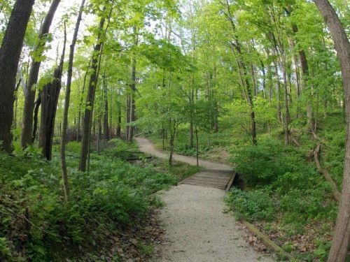 A winding path through a lush green forest with trees and a wooden bridge crossing a small stream.