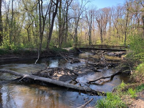 A serene stream flows through a wooded area, with fallen branches and a small wooden bridge in the background.