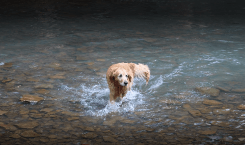 A golden retriever wades through shallow water, creating ripples around it.