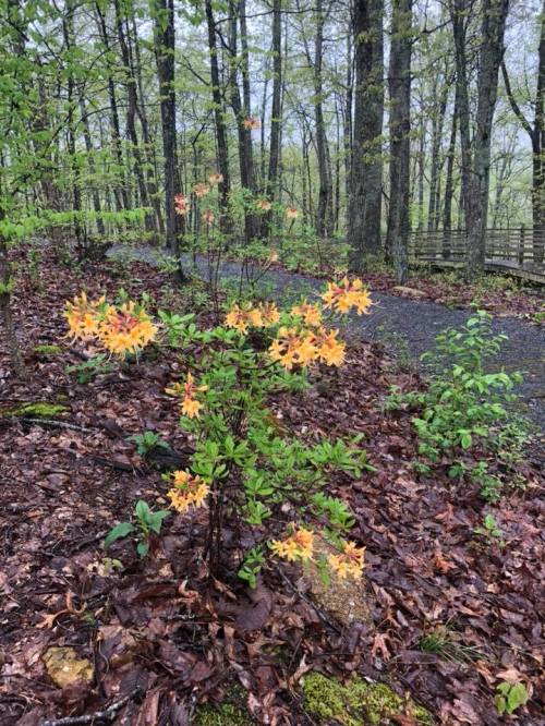 A cluster of orange flowers blooms among green foliage on a forest path covered in fallen leaves.