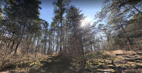 A sunlit forest scene with tall trees and a clear blue sky, showcasing a natural, serene landscape.