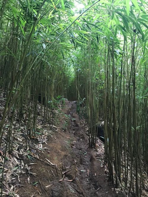 A narrow dirt path winding through tall bamboo stalks in a lush green forest.