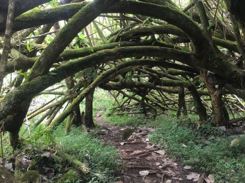 A winding path through a dense thicket of moss-covered, arching tree branches and lush green undergrowth.