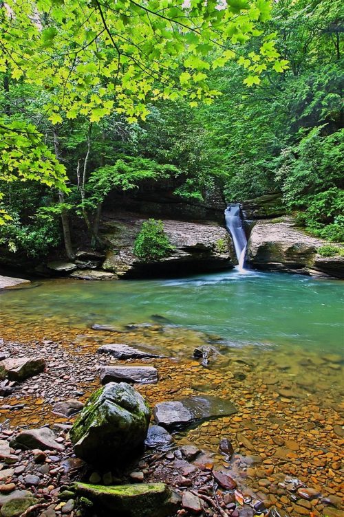 A serene forest scene featuring a small waterfall cascading into a clear, turquoise pool surrounded by lush greenery.