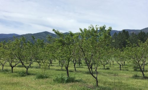 A lush orchard with young trees in a grassy field, set against a backdrop of mountains and a cloudy sky.