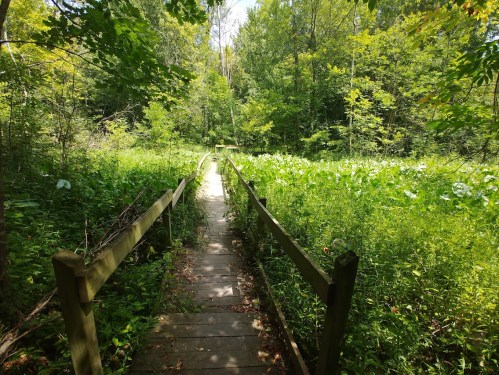 A wooden path leads through lush greenery and trees in a serene forest setting.