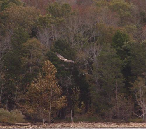 A hawk glides over a forest of autumn-colored trees near a calm body of water.