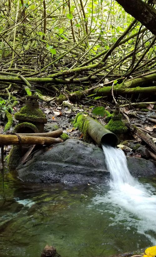 A pipe discharges water into a rocky stream, surrounded by lush greenery and fallen branches.