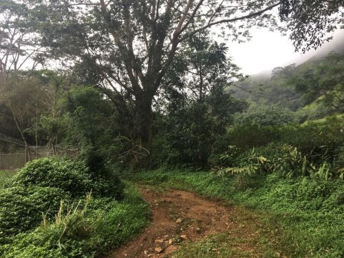 A dirt path winding through lush greenery and trees, with a misty mountain backdrop.