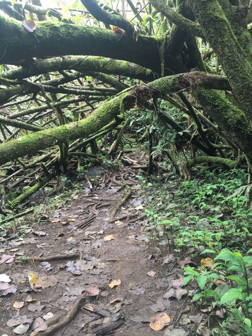 A dense forest path with moss-covered branches and roots, surrounded by lush greenery and fallen leaves.