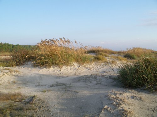 A sandy beach landscape with tall grasses swaying in the breeze under a clear blue sky.